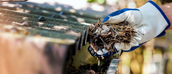 Pine Needle Gutter Cleaning in Wilmington